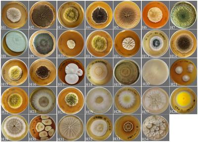 Dechlorination of wastewater from shell-based glucosamine processing by mangrove wetland-derived fungi